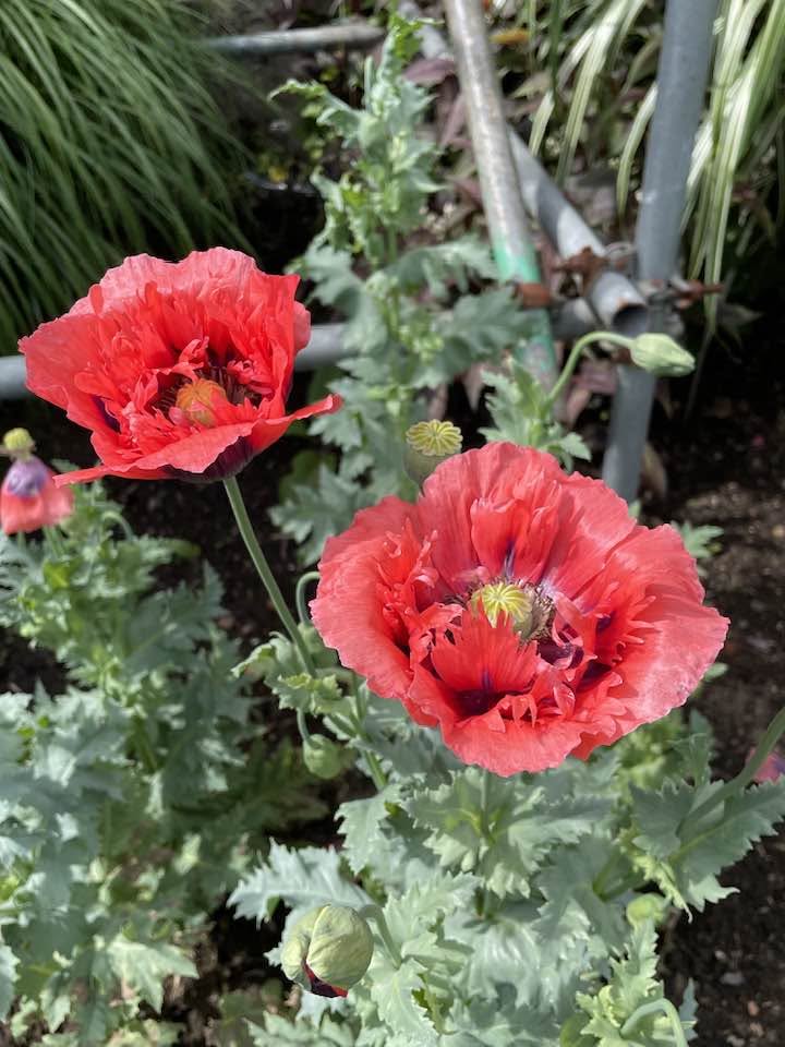 Great Comp Garden